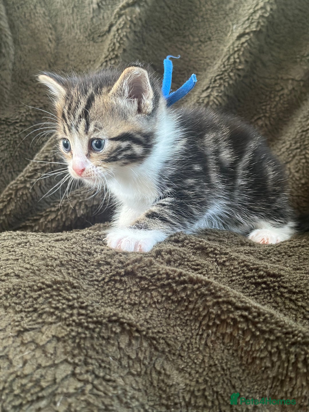 Mixed Breed cats for sale: Kittens for Sale in Newhaven - Image 1