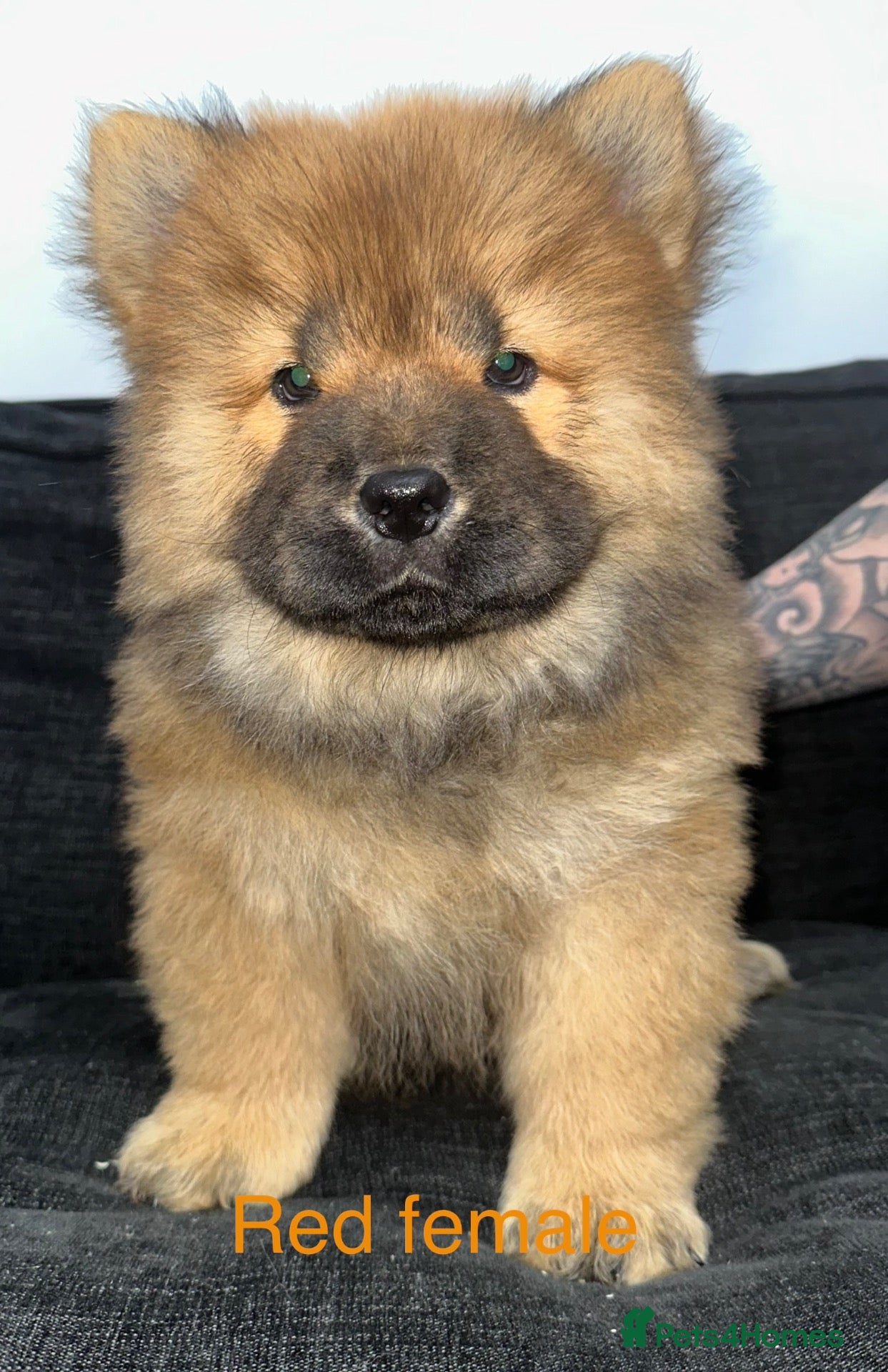 Chow Chow dogs Beautiful Chow Chow puppies  - Advert 20