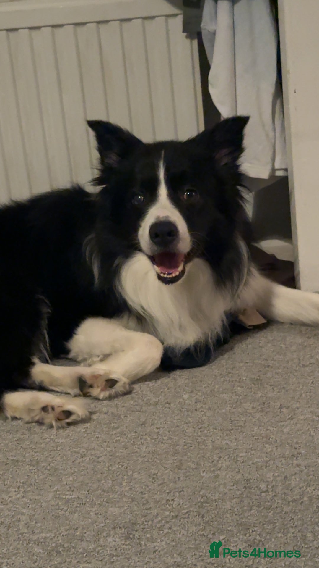 Border Collie dogs for sale: 3 year old male border collie - Advert 2
