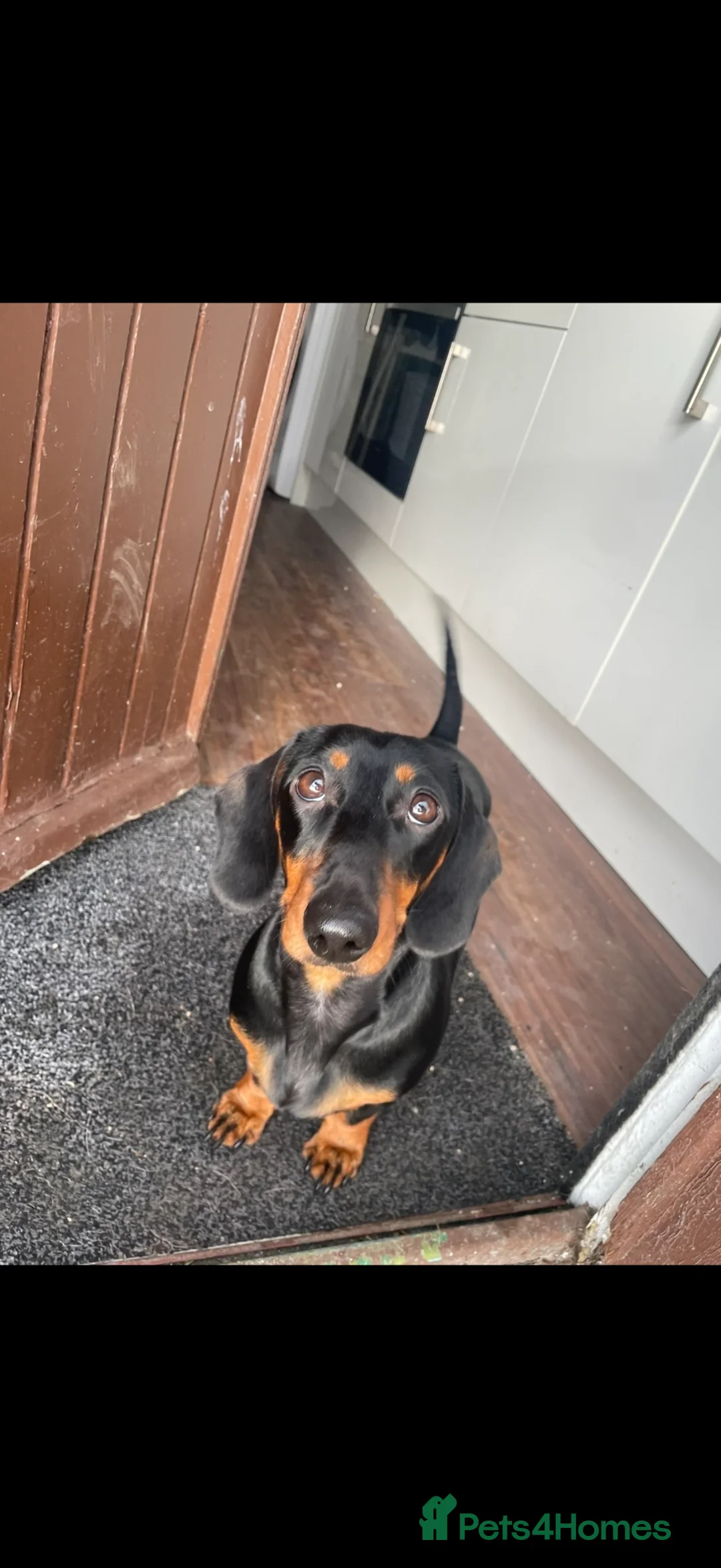 Dachshund dogs for sale: Dachshund puppy - Advert 6