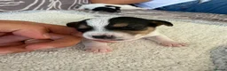 Jack Russell dogs for sale: Short legged Jack russells - Advert 11