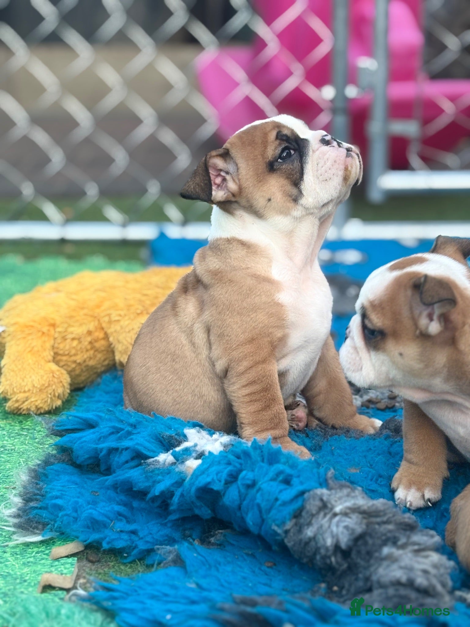 English Bulldog dogs Ready to leave *Health checked*Vaccinated* - Advert 5