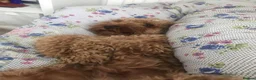 Cockapoo dogs for sale: 🐶 Loving Cockapoo Looking for a New Home 🏡 - Advert 4