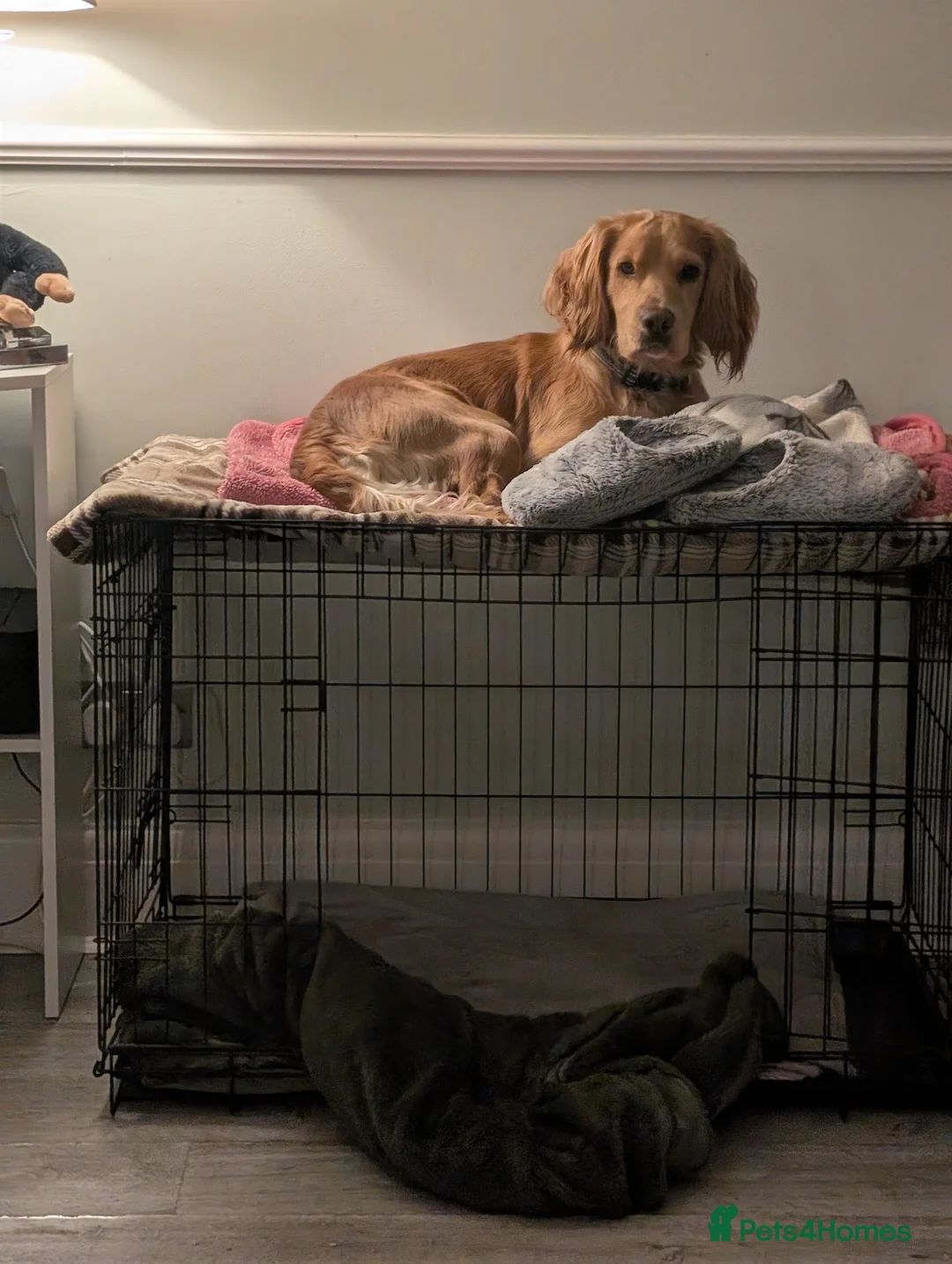 Cocker Spaniel dogs for sale: Beautiful male cocker spaniel  - Advert 4