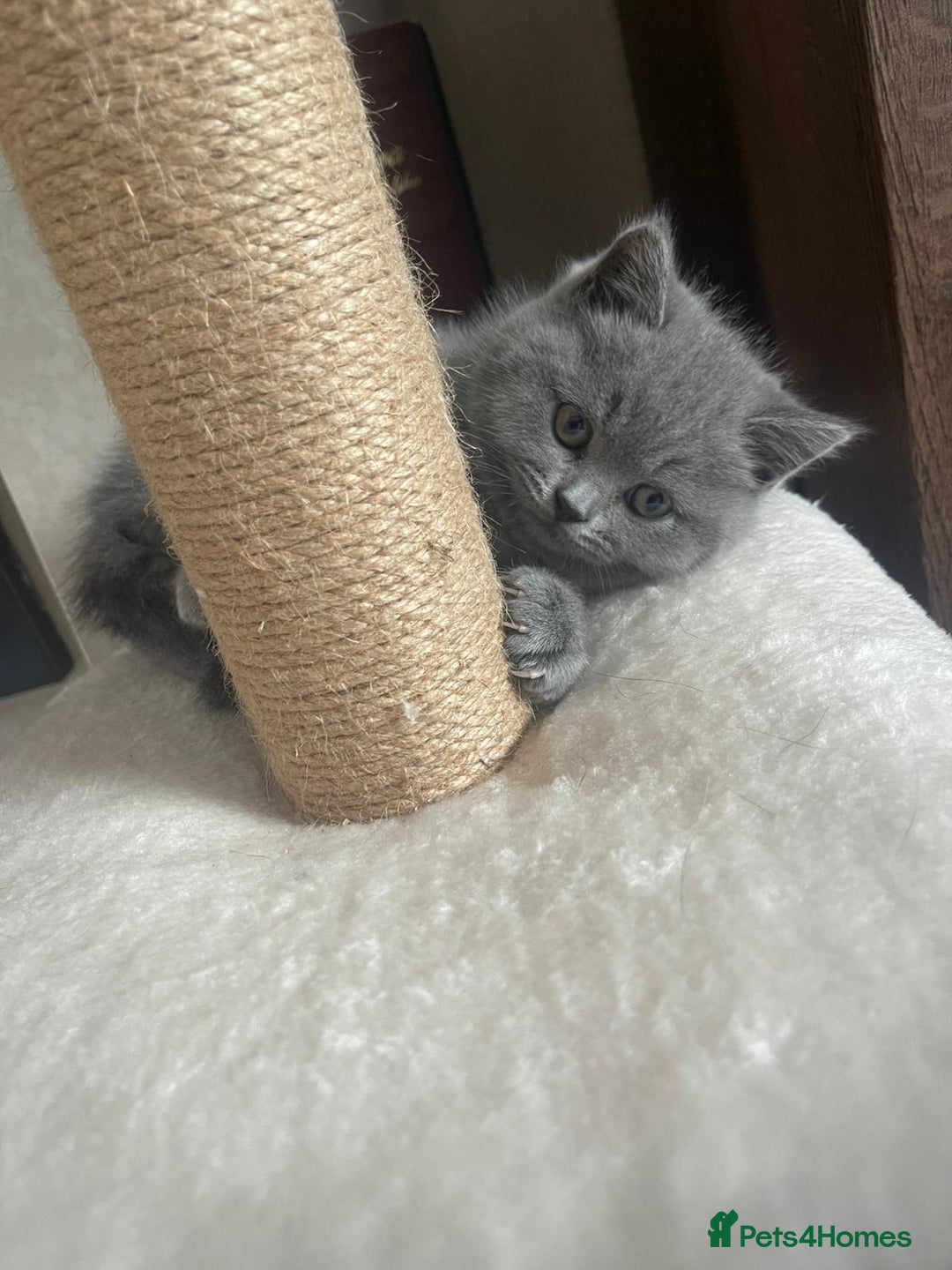 British Shorthair cats for sale: British shorthair kittens  - Image 5
