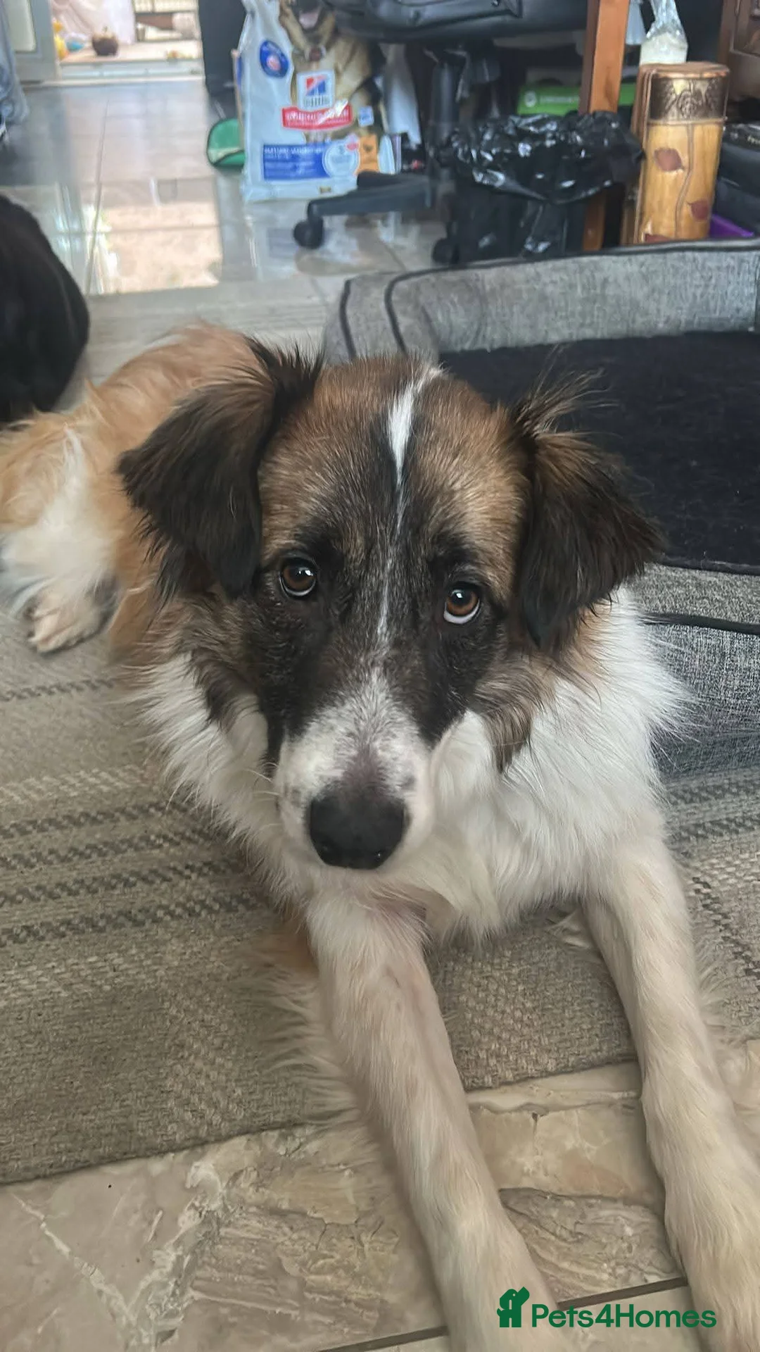 Mixed Breed dogs for adoption: Meet Musketeer,  currently residing in Fife - Advert 2