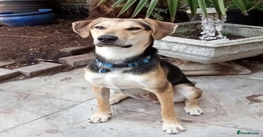 Mixed Breed dogs - Advert 13