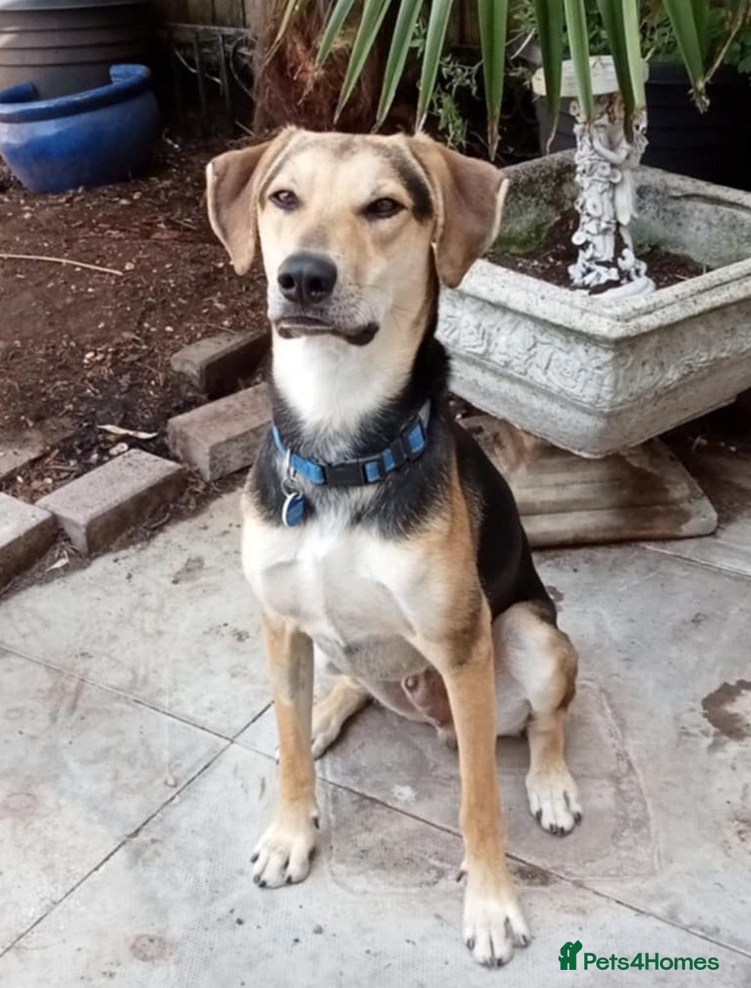 Mixed Breed dogs for adoption: CALEB - 10 months old, Handsome Hound Mix Boy - Image 2