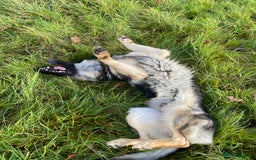 German Shepherd dogs for stud: Midas, straight back strong GSD - Image 6