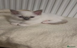 Ragdoll cats for sale: Pure ragdoll mitted blue/seal tortie kittens - Advert 14