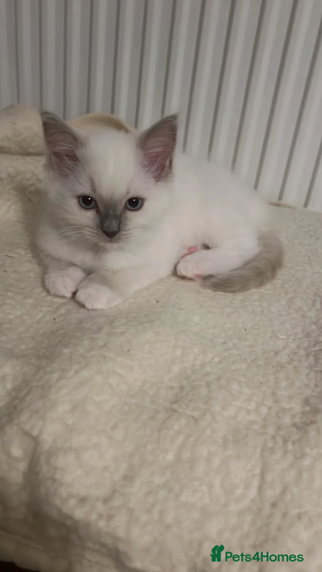 Ragdoll cats for sale: Rare blue+lilac bicolour + blue tortie kittens - Advert 18