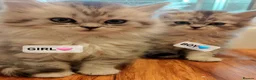 Persian cats for stud: ❤️SILVER PERSIAN CHINCHILLA ADORABLE FOR STUD❤️ - Advert 23