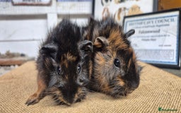 Guinea Pig rodents for sale: Baby abysinnian guinea pigs - Image 1