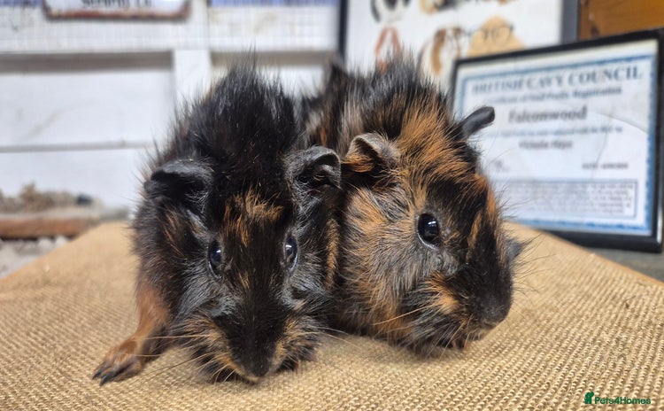 Guinea Pig rodents - Advert 2