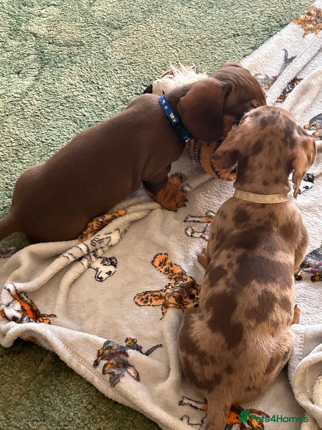 Miniature Dachshund dogs for sale:  Isabella & chocolate & tan Miniature dachshunds  - Advert 7