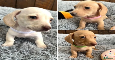 Miniature Dachshund dogs - Advert 11