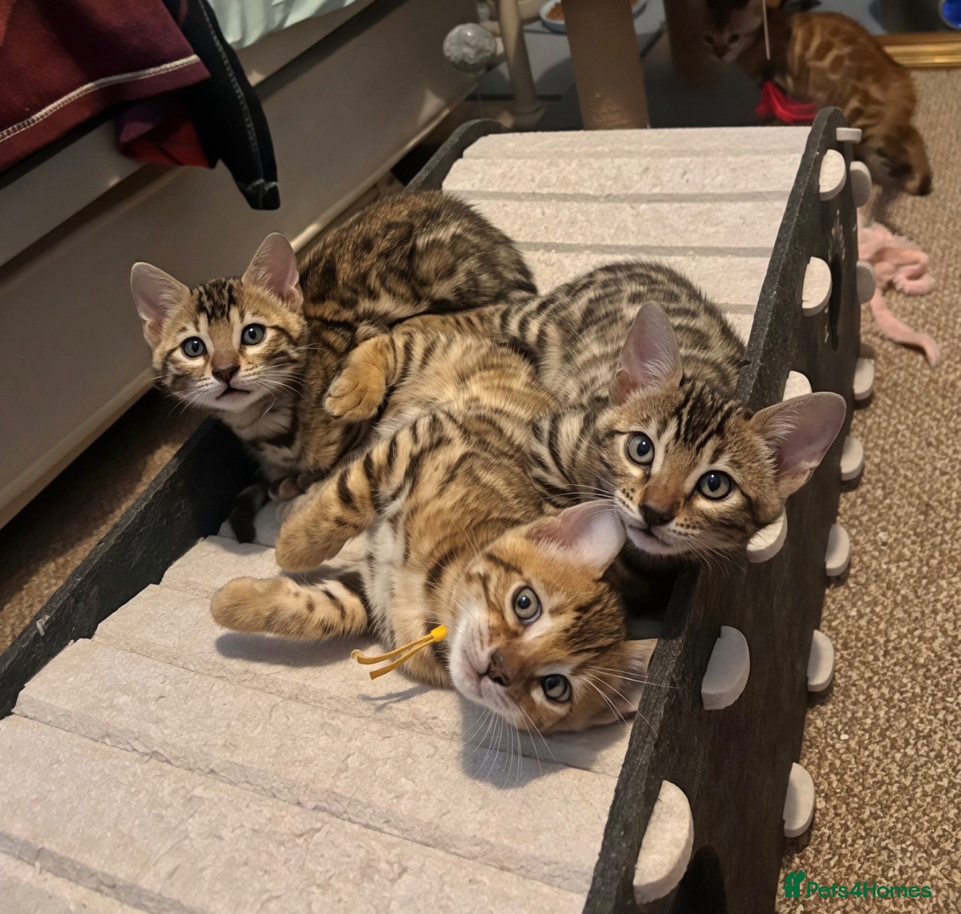 Bengal cats Pedigree Bengal Kittens, Ready from 20th October - Advert 2