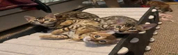 Bengal cats for sale: Pedigree Bengal Kittens, Ready from 20th October - Advert 2