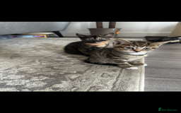 Mixed Breed cats for sale: 3 Beautiful Kittens  - Image 9
