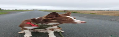 Brown Border Collie