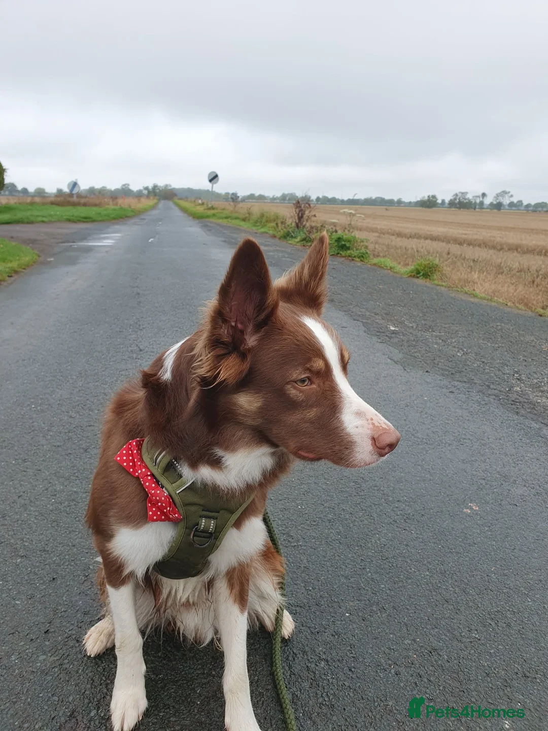 Border Collie dogs for sale: Brown Border Collie - Advert 1