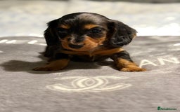 Dachshund dogs for sale: Beautiful dachshunds - Image 16