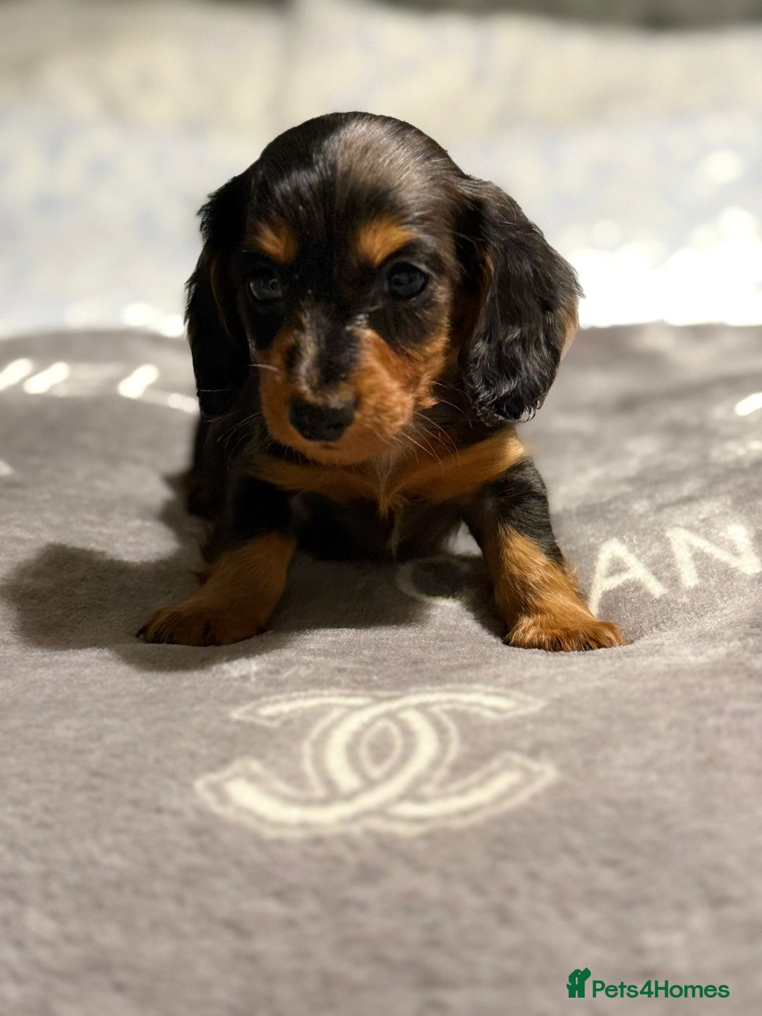 Dachshund dogs for sale: Beautiful dachshunds - Image 16