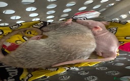 Rat rodents for sale: Milo & Bruce - disabled boy and younger brother  - Image 9