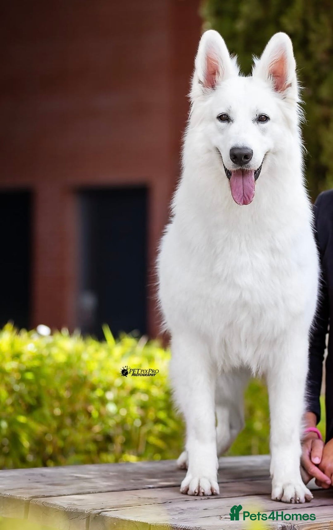 White Swiss Shepherd dogs for sale: KC World Champion Line White Swiss Shepherds - Image 2