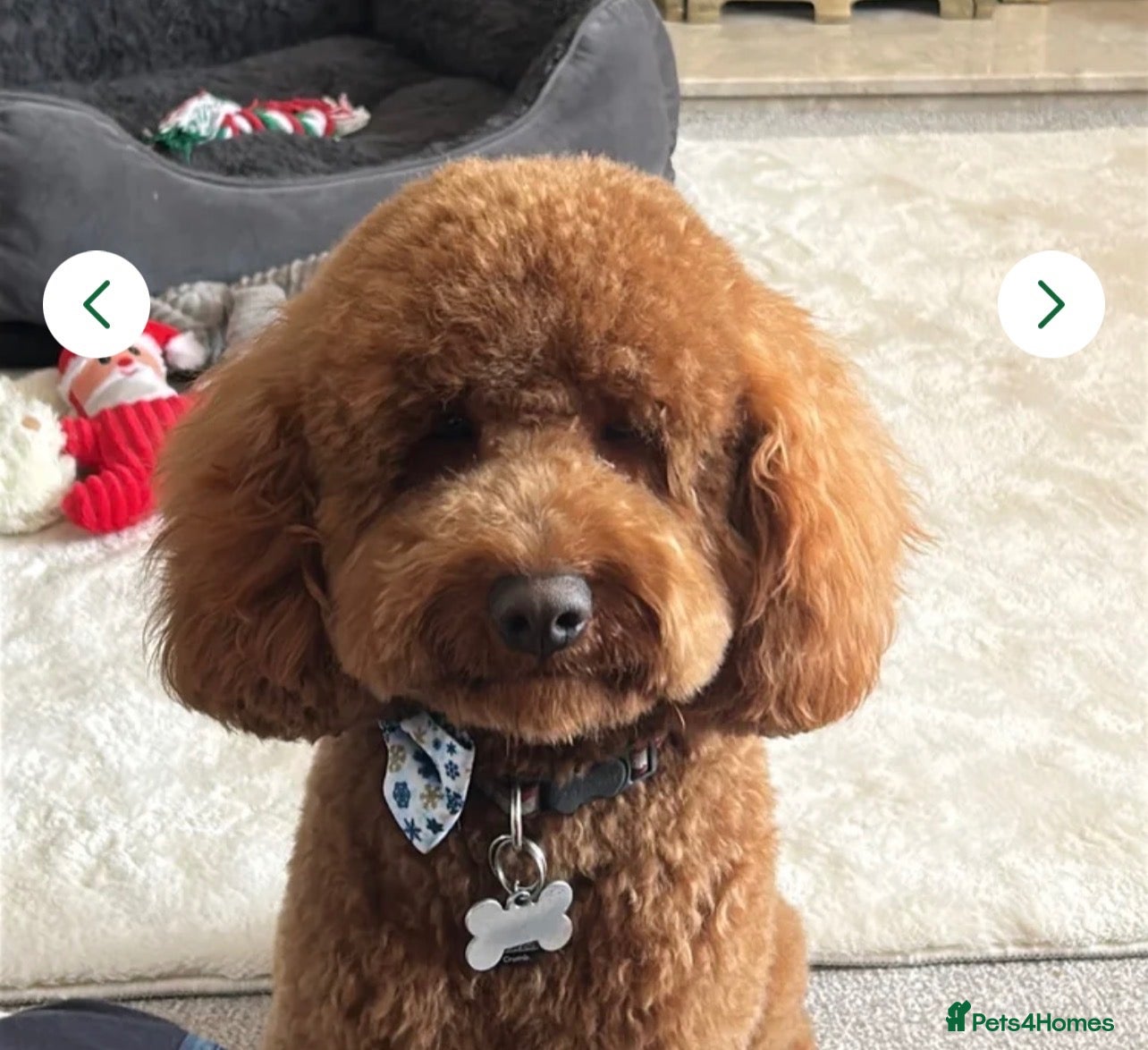 Cockapoo dogs F2 Apricot Cockapoo – Stud Available  - Advert 2