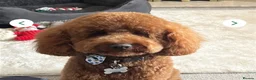 Cockapoo dogs for stud: F2 Apricot Cockapoo – Stud Available  - Advert 1