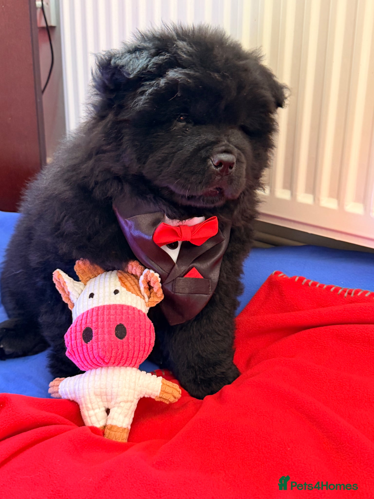 Chow Chow dogs for sale: Fluffy bears ready to go ❤️ in Lampeter - Advert 9