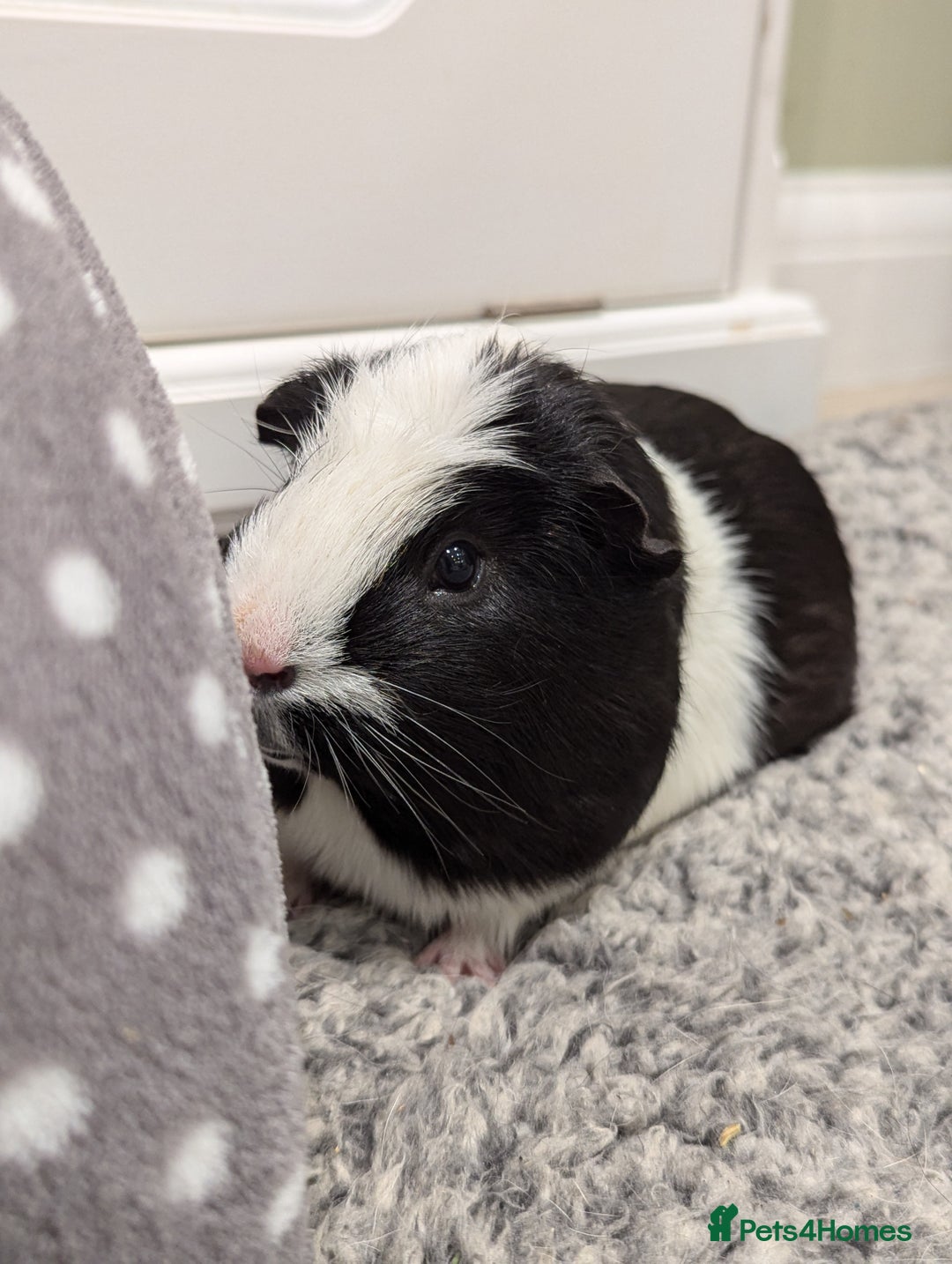 Guinea Pig rodents for sale: 2 Boar Male Guinea Pigs  - Advert 2