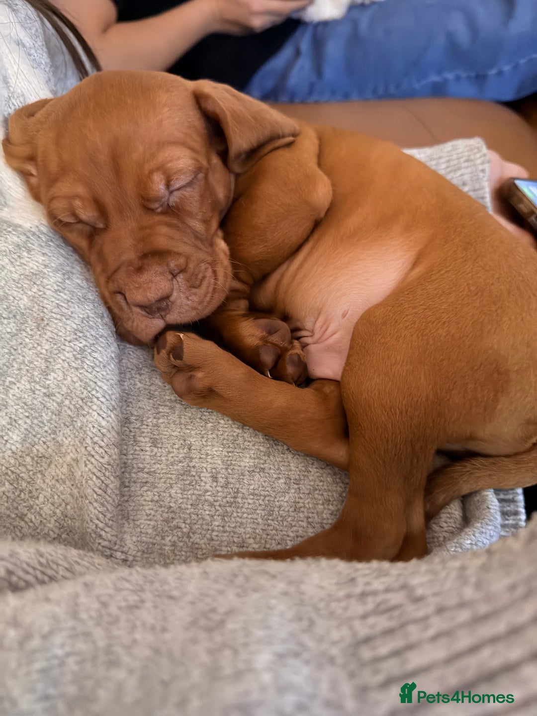 Hungarian Vizsla dogs for sale: Hungarian Vizsla Puppies – Prime Pedigree - Advert 10