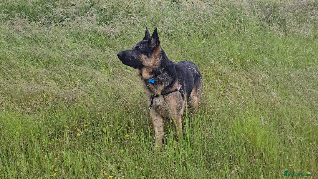German Shepherd dogs for stud: German Shepherd for Stud - Image 8