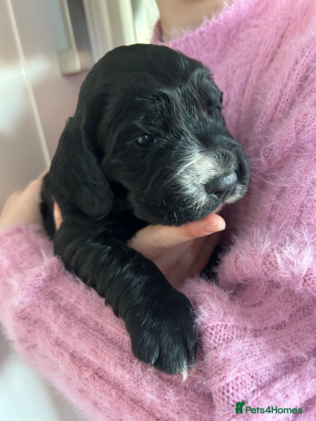 Cocker Spaniel dogs for sale: Cocker Spaniel Puppies - Advert 7