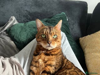 Bengal cats Loving male Bengal cat - Advert 13