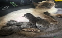 Ragdoll cats for sale: 5 Ragdoll cross babies available  - Image 9