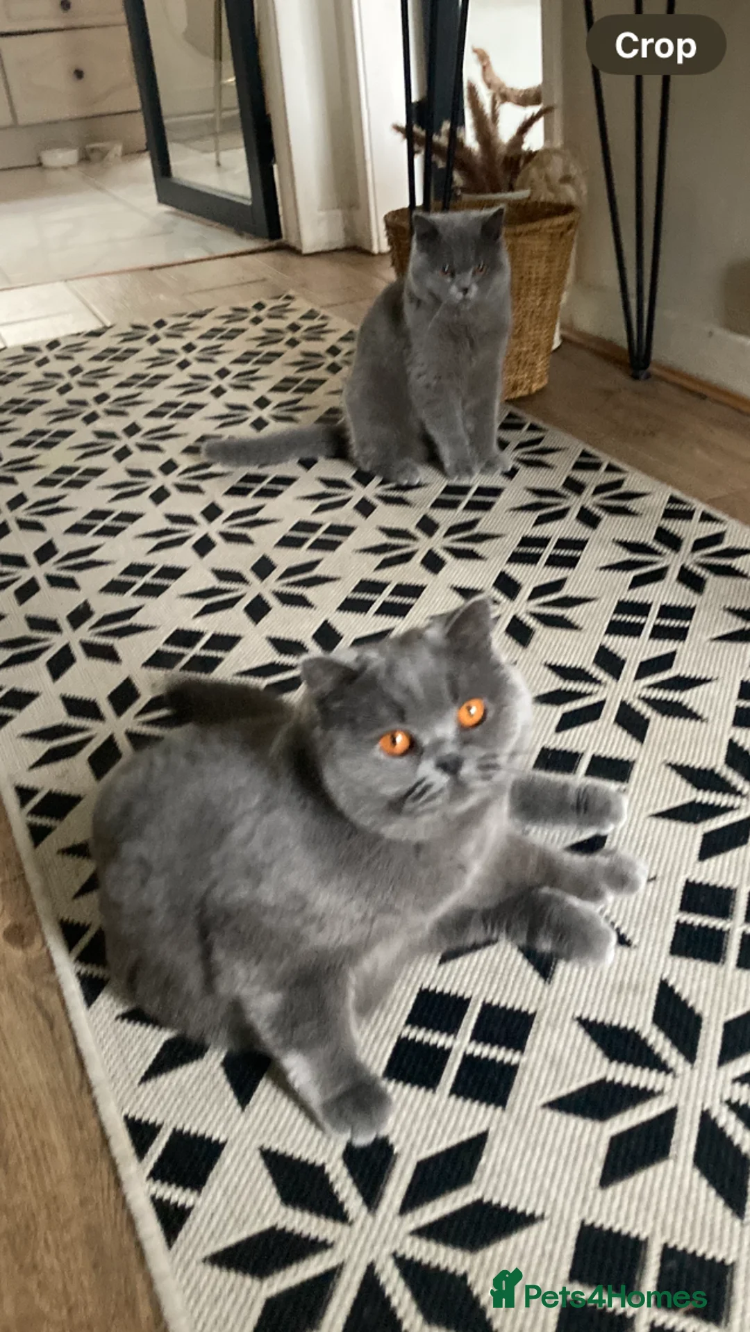 British Shorthair cats for sale: 2 British blues  in Leicester - Advert 1