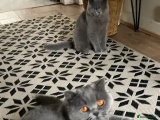 British Shorthair cats 2 British blues - Advert 1