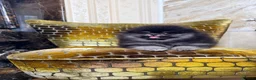 Pomeranian dogs for sale: BLACK & TAN GIRL and BOY - Advert 6
