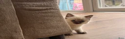 Ragdoll cats for sale: Ragdoll GCCF registered kittens - 9 weeks old - Advert 6