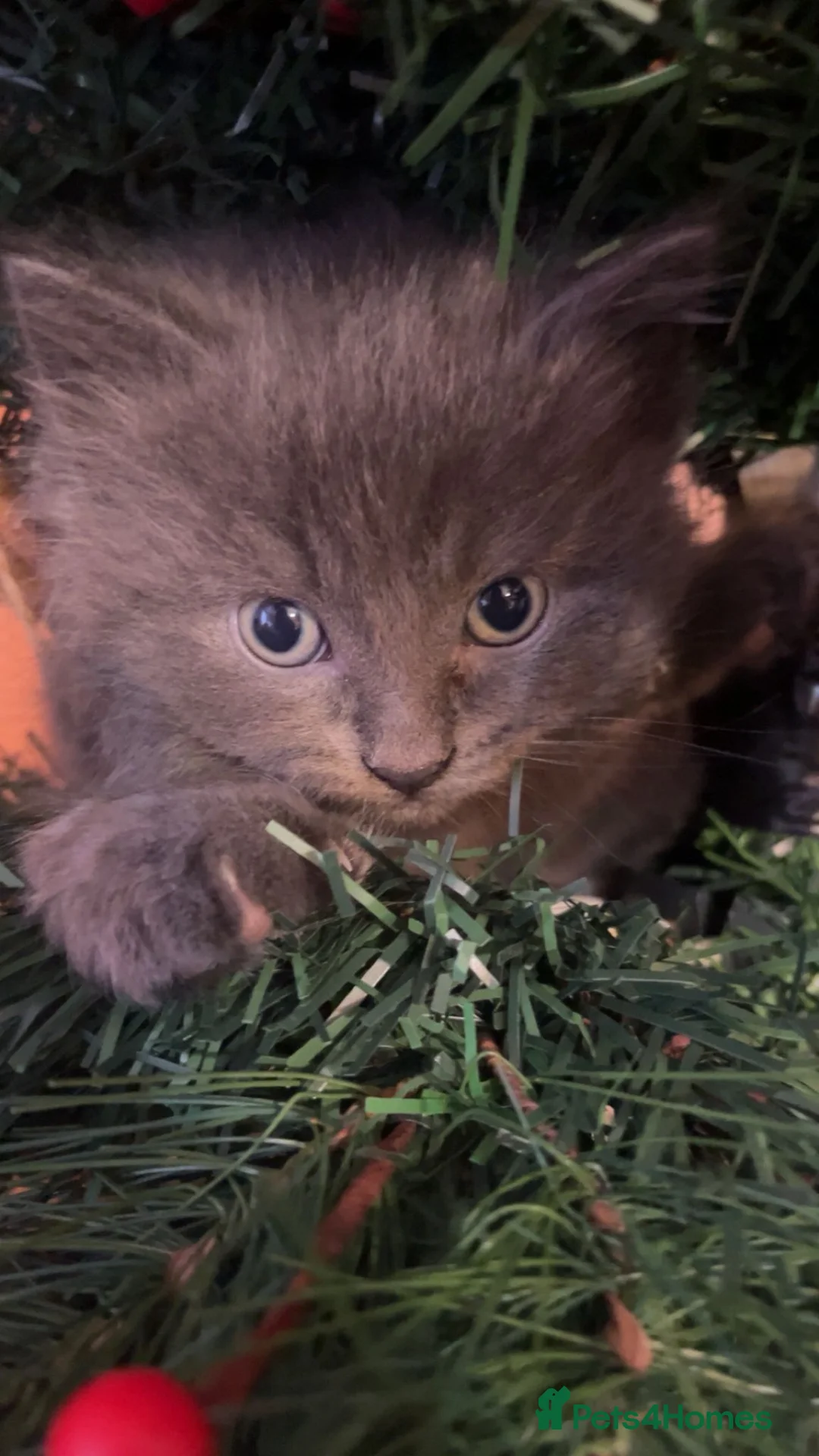 Ragdoll cats for sale: Last Boy x Ragdoll Dark grey kitten - Advert 2