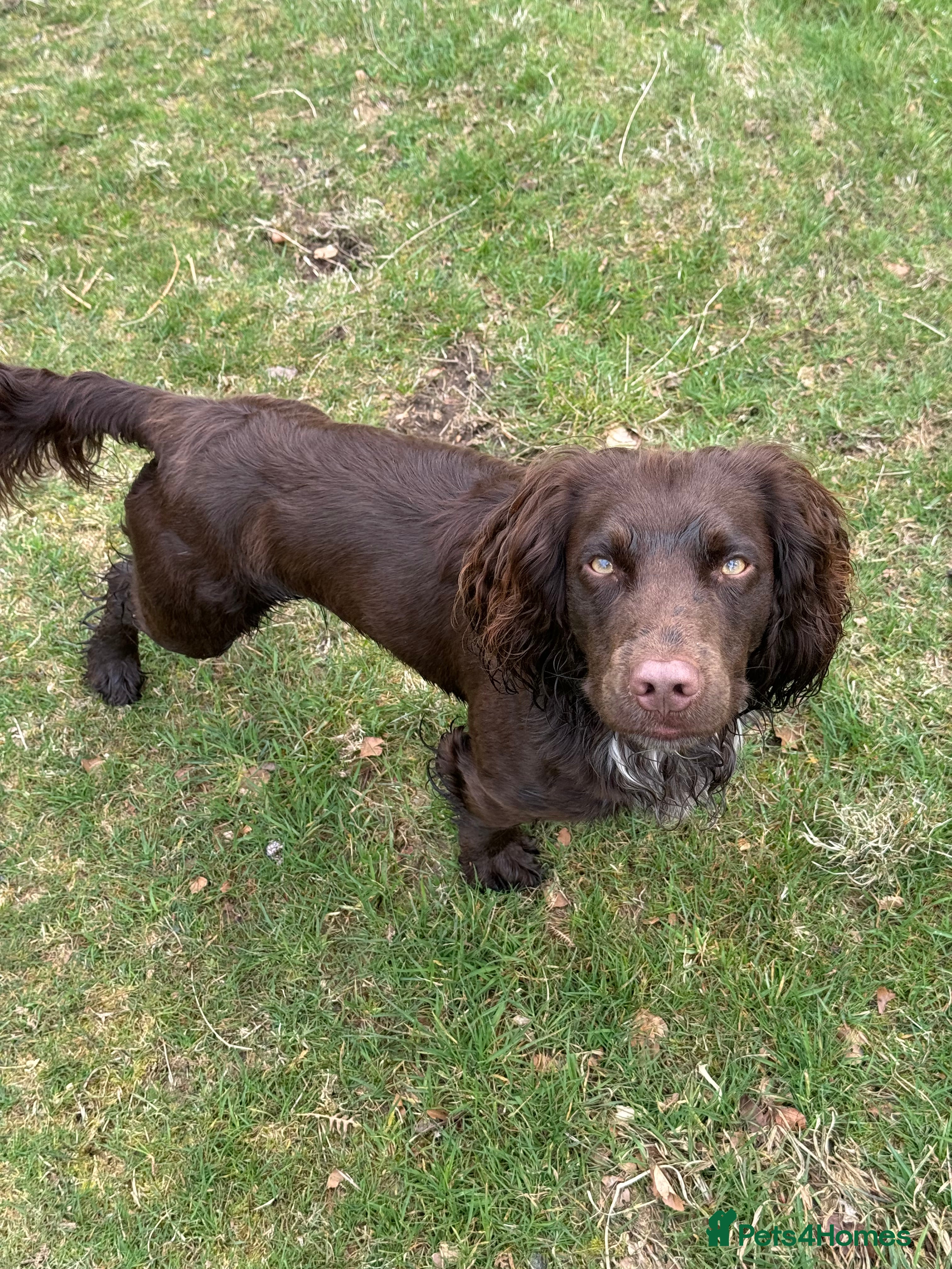 Cocker Spaniel dogs Working cocker for Stud *proven* in Penicuik - Advert 2