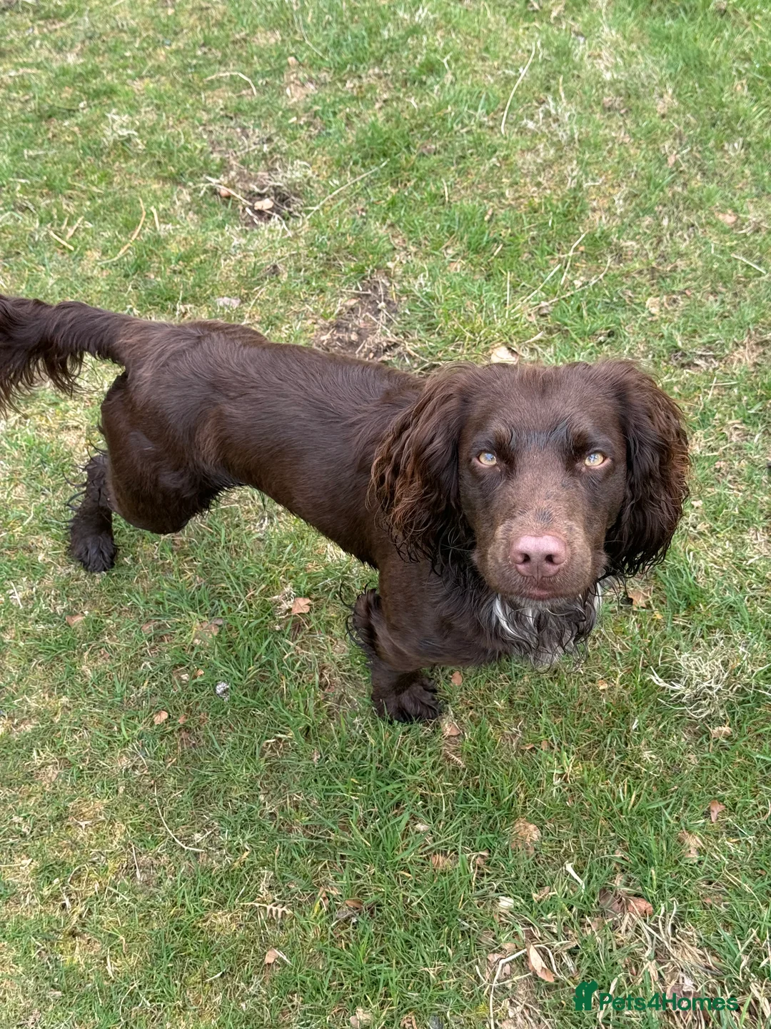 Cocker Spaniel dogs for stud: Working cocker for Stud *proven* in Penicuik - Advert 1