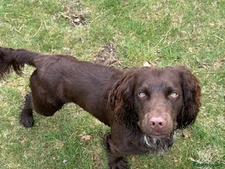 Cocker Spaniel dogs Working cocker for Stud *proven* in Penicuik - Advert 7