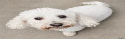 Bichon Frise dogs for sale: Bischon frise female - Advert 4