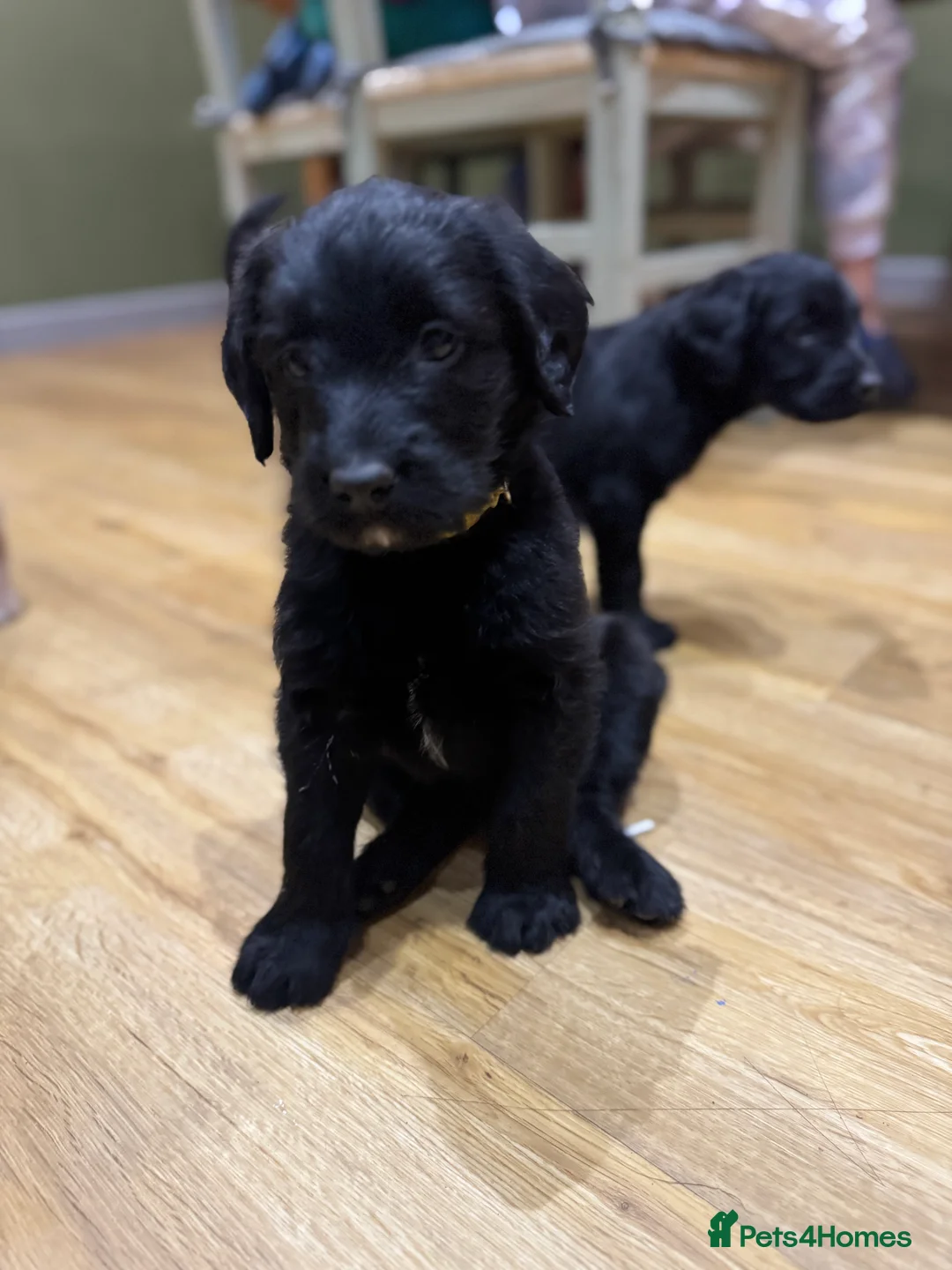 Labradoodle dogs for sale: Labradoodle F1 Puppies Health Tested Parents   - Advert 8