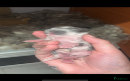 French Lop rabbits for sale: Giant French lop rabbits  - Image 21