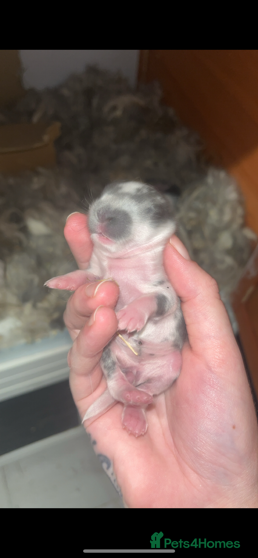 French Lop rabbits for sale: Giant French lop rabbits  - Image 21